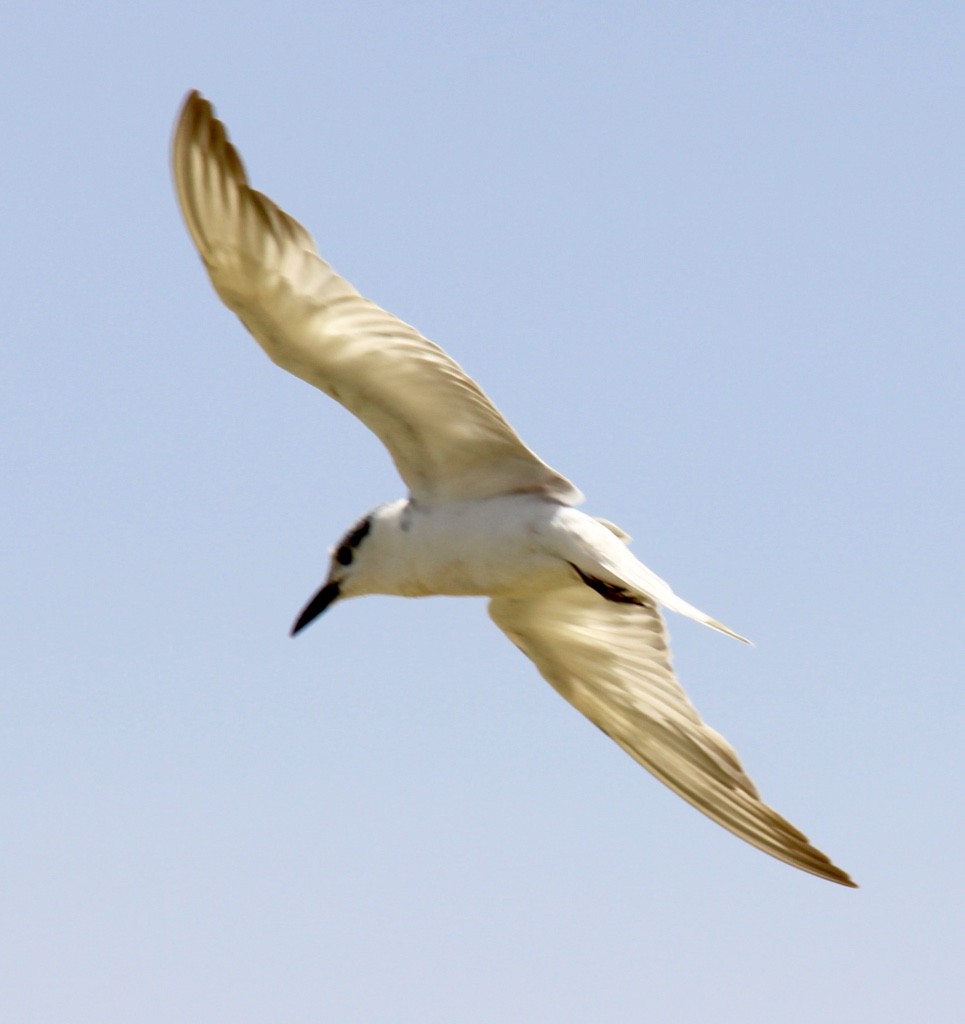 Gull-billed Tern - ML54618111