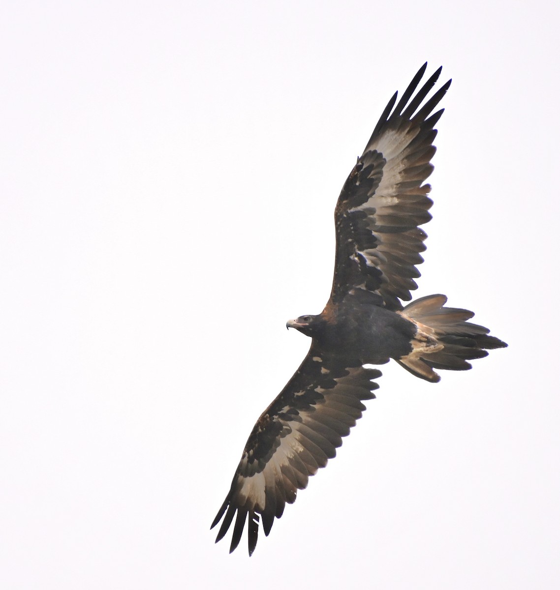 Wedge-tailed Eagle - ML546181581