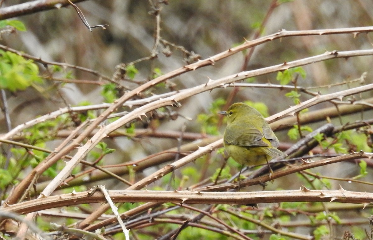 Orange-crowned Warbler - ML54618251