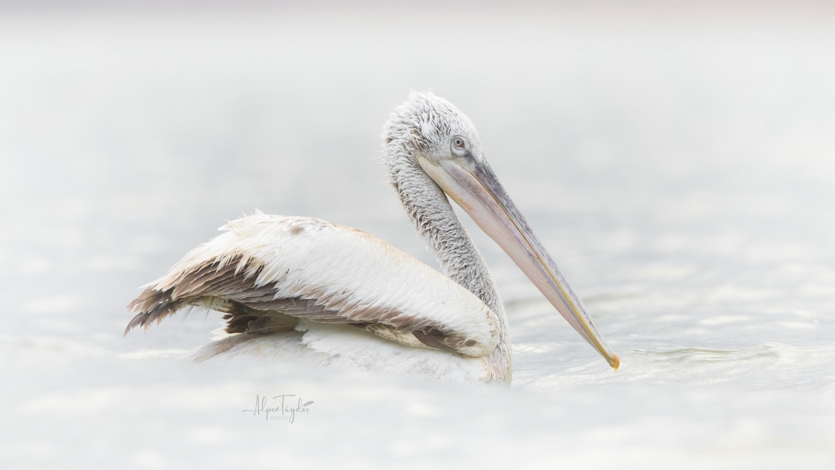 Dalmatian Pelican - ML546183541