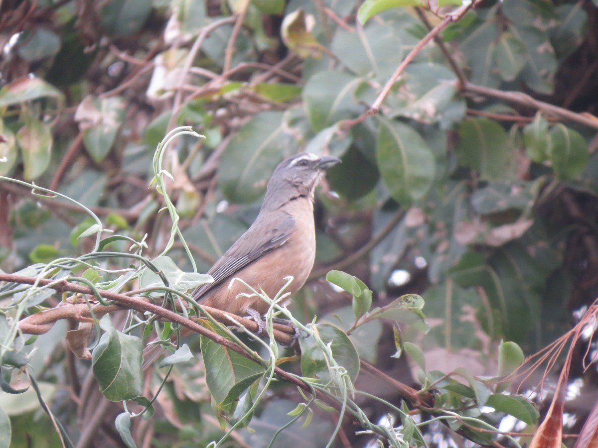 Cinnamon-bellied Saltator - ML546183791