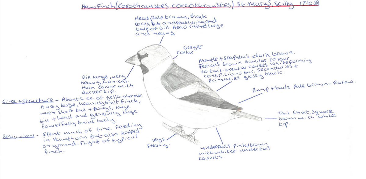 Hawfinch - ML546184331