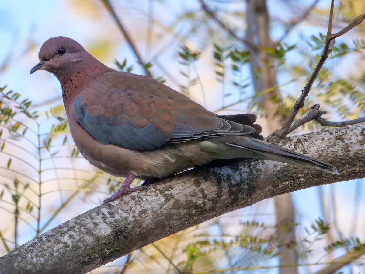 Laughing Dove - ML546184451