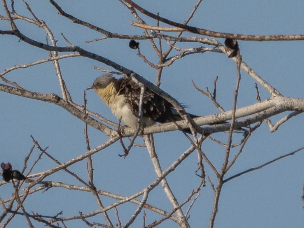 Great Spotted Cuckoo - ML546185141