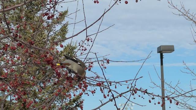 Bohemian Waxwing - ML546185291