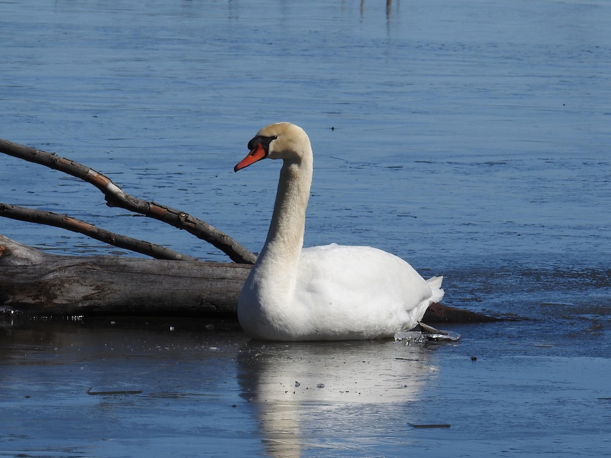 Cygne tuberculé - ML546185371