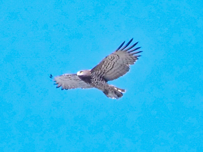 Short-toed Snake-Eagle - ML546185431