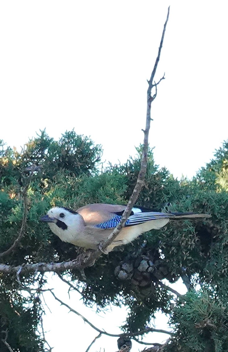 Eurasian Jay - ML546185661