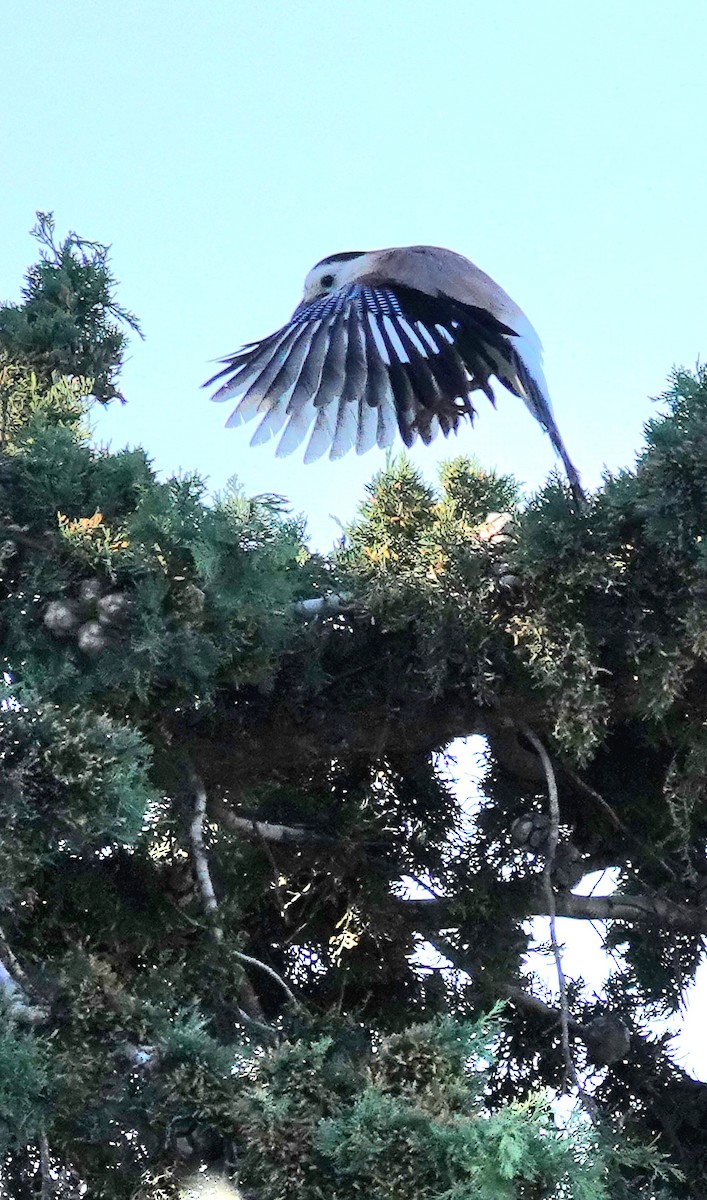 Eurasian Jay - ML546185681