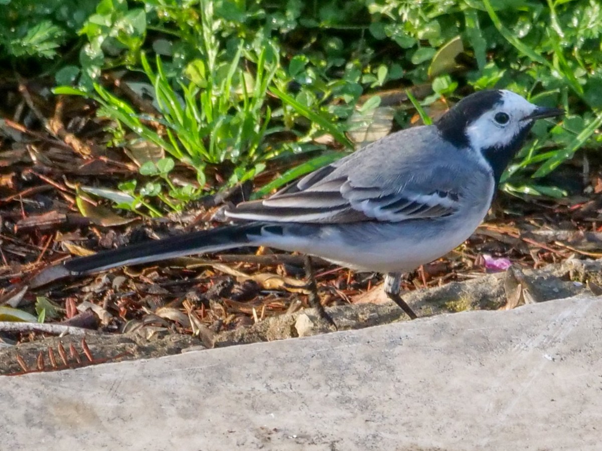 White Wagtail - ML546185751