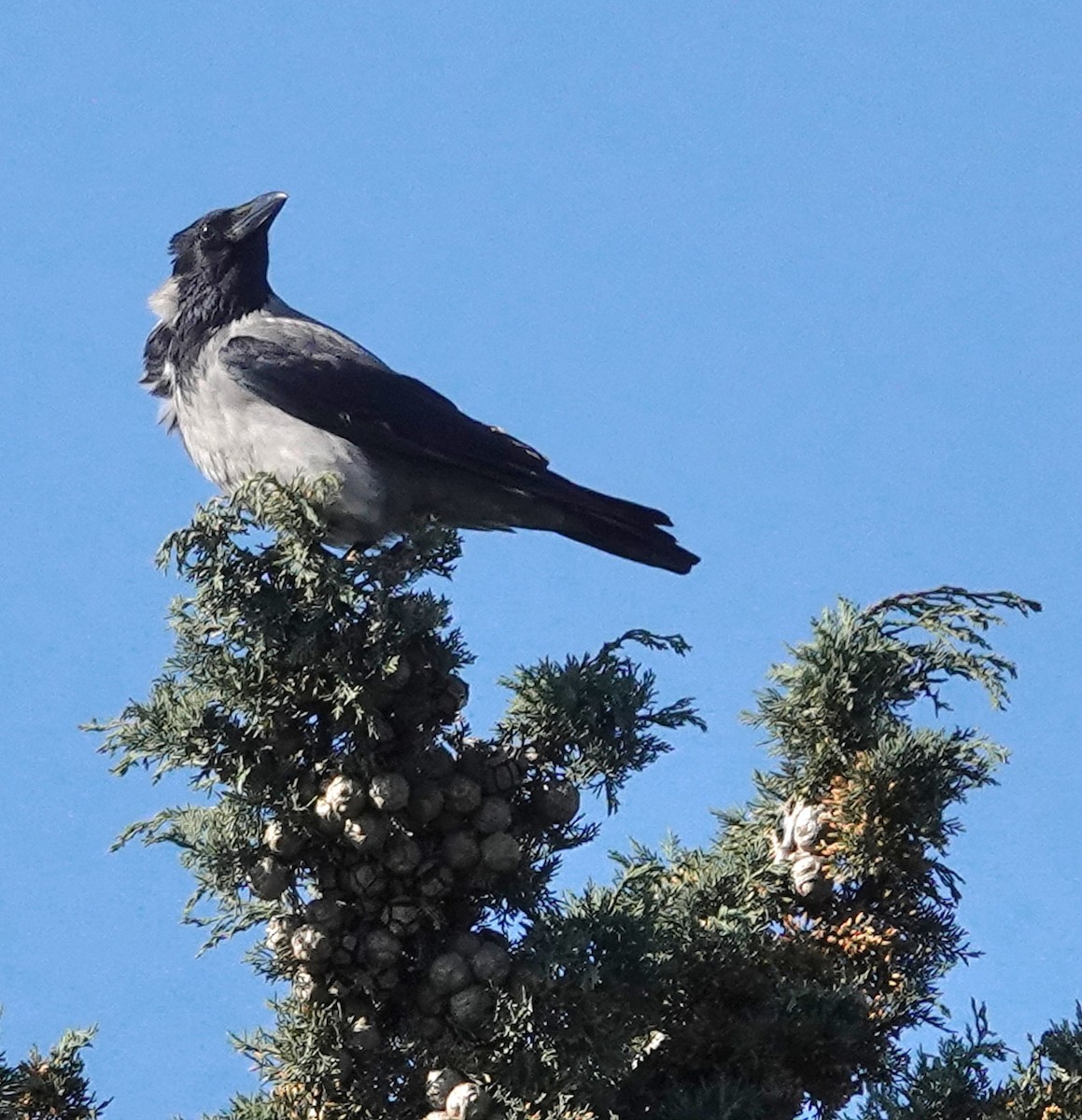 Hooded Crow - ML546185831