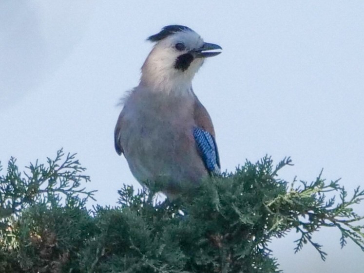 Eurasian Jay - ML546186211