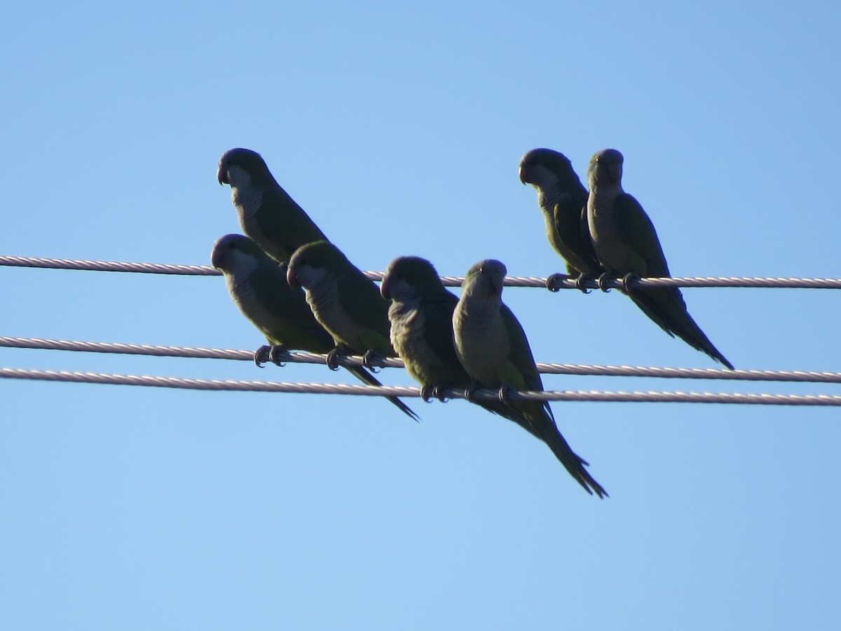 Monk Parakeet - ML546186251