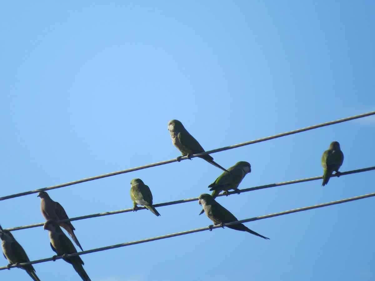 Monk Parakeet - ML546186261