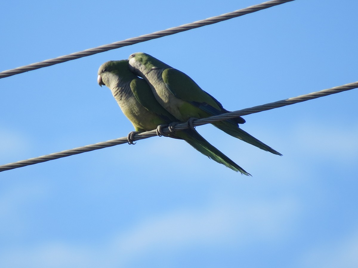 Monk Parakeet - ML546186271