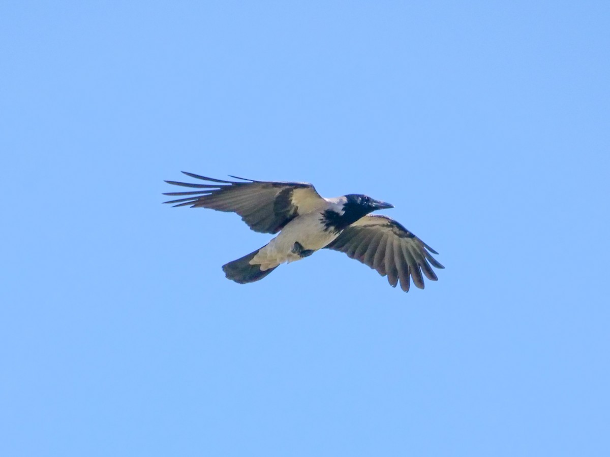 Hooded Crow - ML546186571