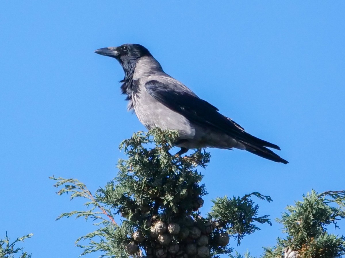 Hooded Crow - Roger Horn