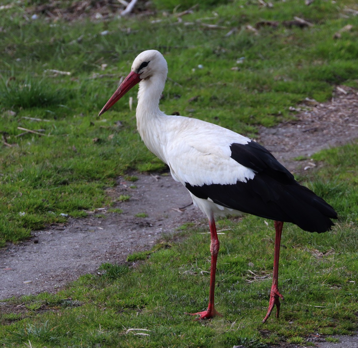 White Stork - ML546186591