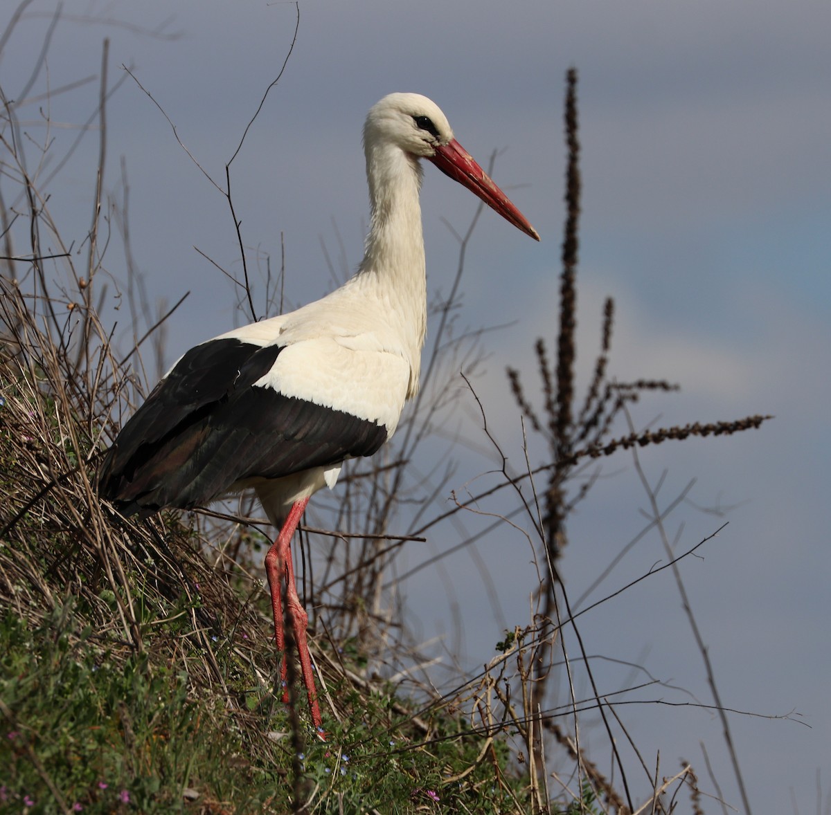 White Stork - ML546186611