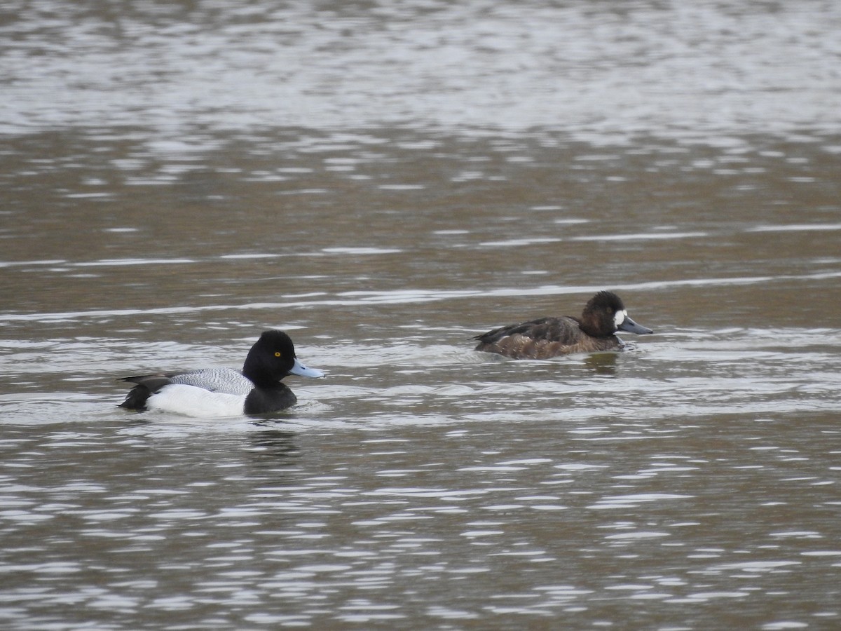 Lesser Scaup - ML546188501