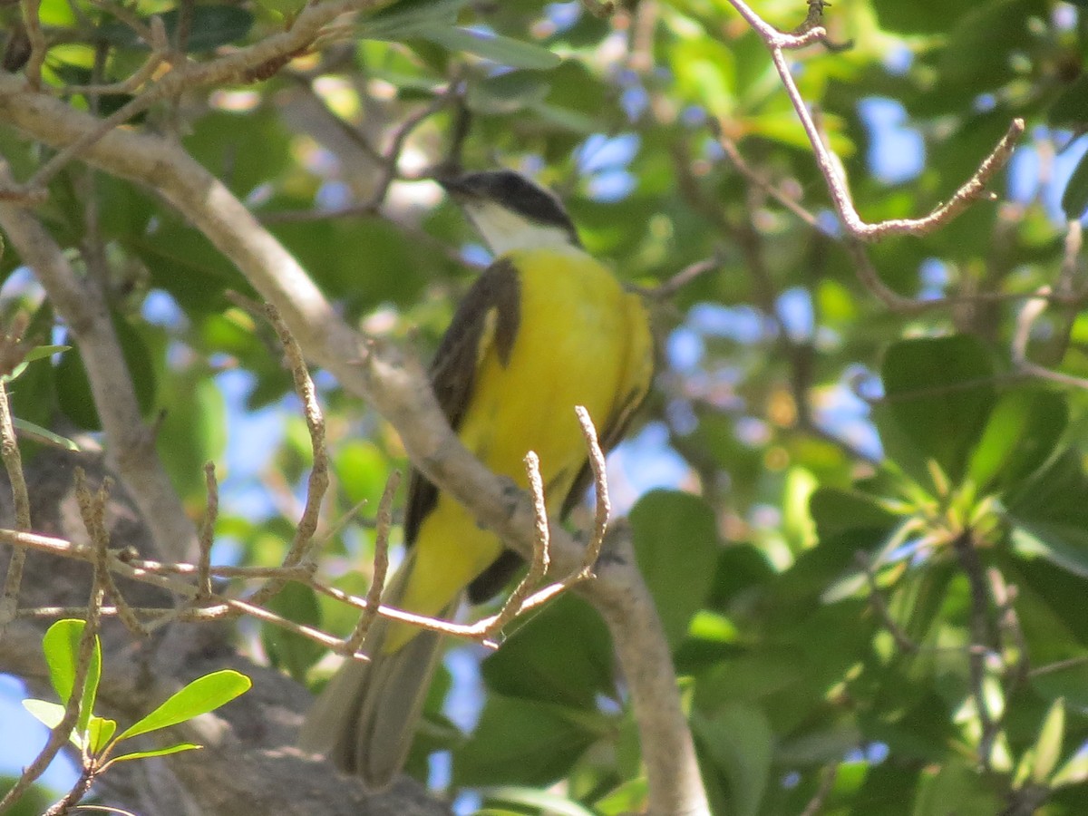 Social Flycatcher - Evan Waite