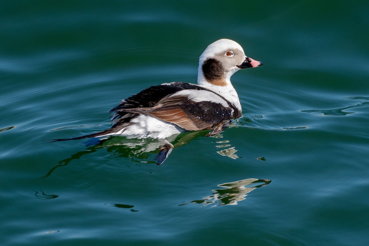 Long-tailed Duck - ML546189231