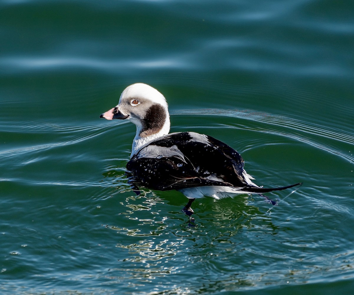 Long-tailed Duck - ML546189241