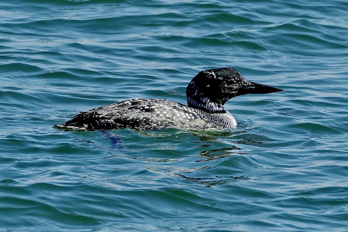 Common Loon - ML546189571