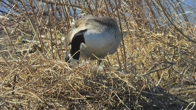 Canada Goose - ML546189751