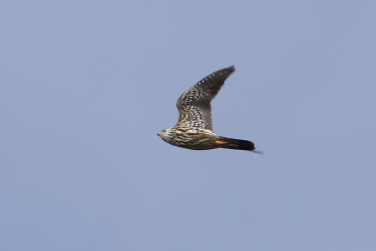 Peregrine Falcon - ML546190531