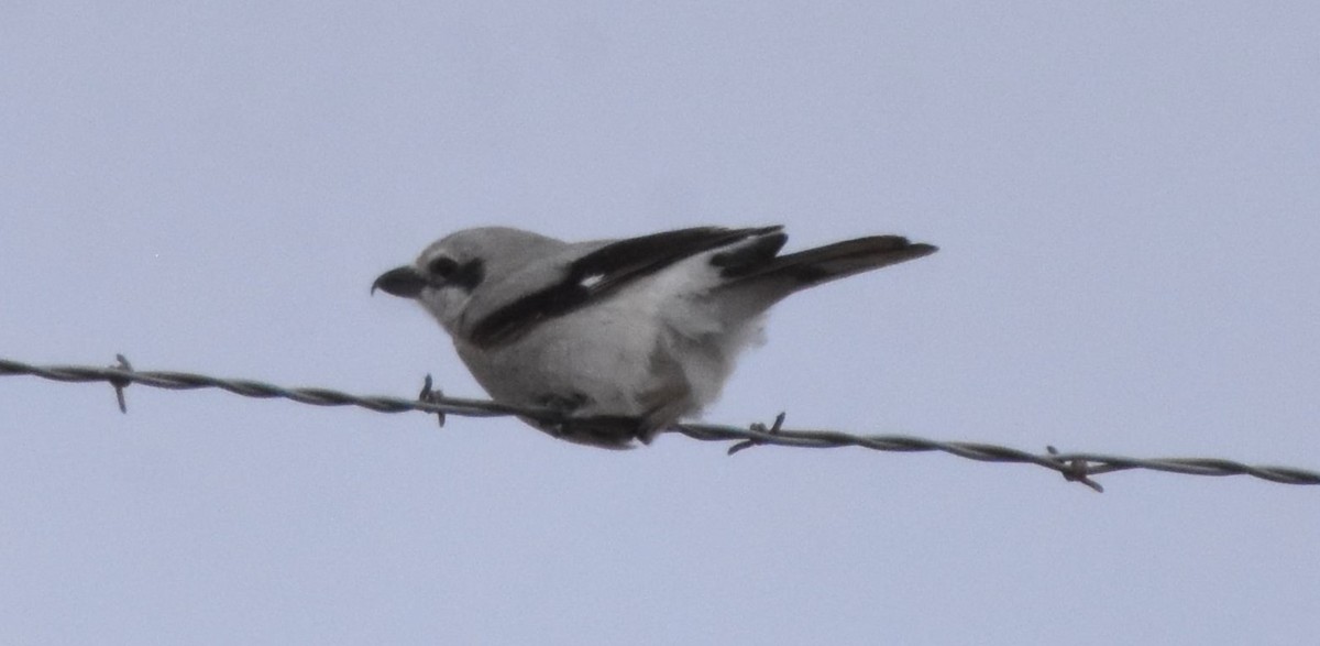 Northern Shrike - ML546191471