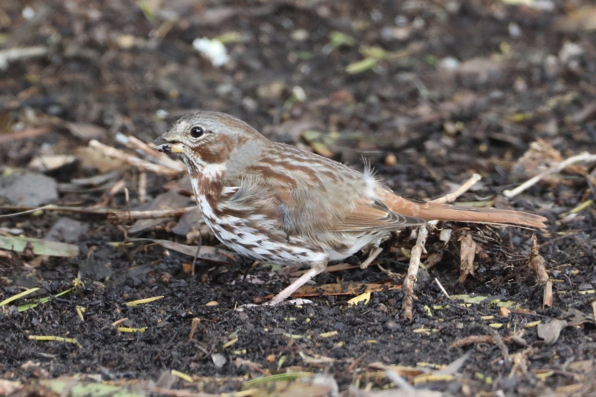 Fox Sparrow (Red) - ML546191501