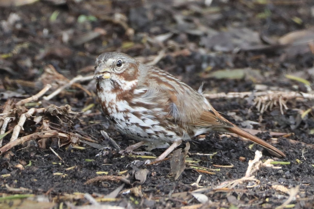 Fox Sparrow (Red) - ML546191511