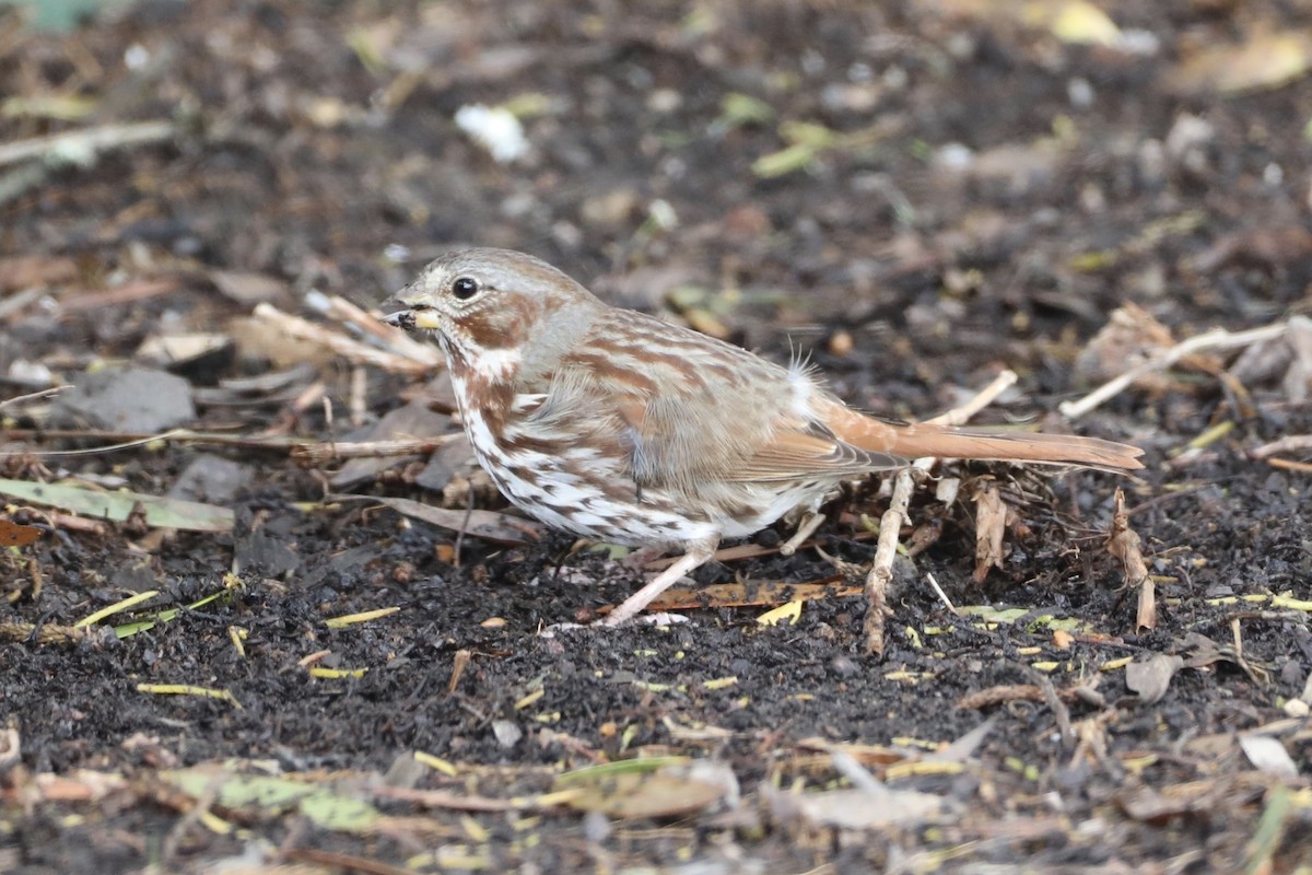 Fox Sparrow (Red) - ML546191521