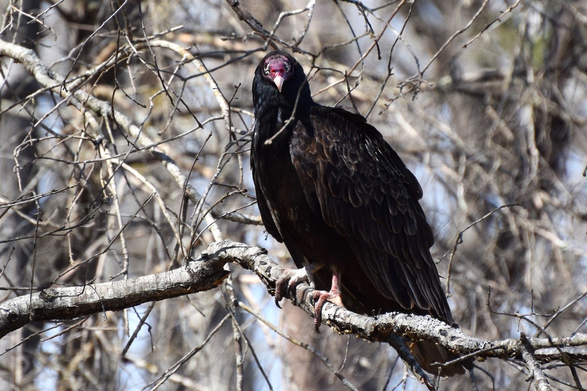 Turkey Vulture - ML546192801