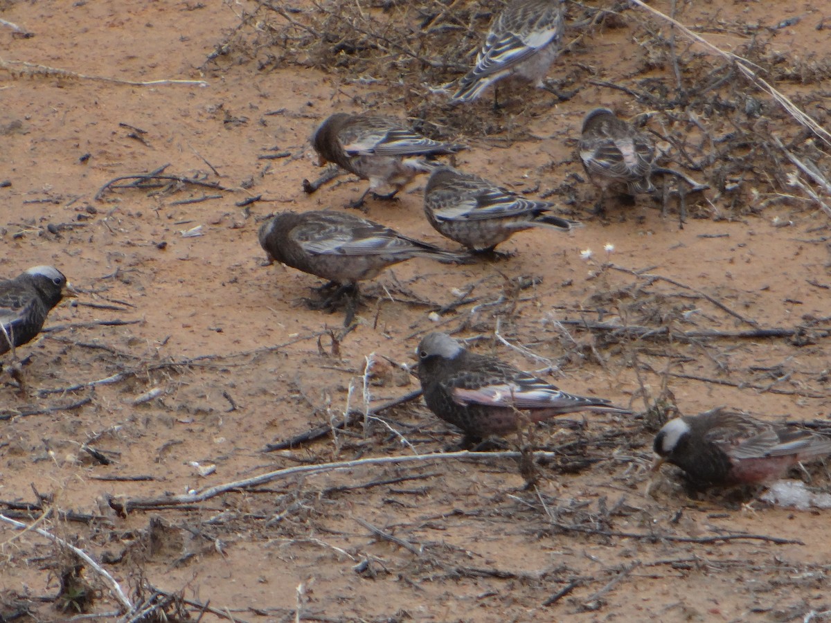 Black Rosy-Finch - ML546193771