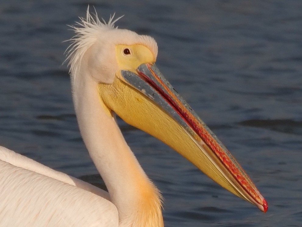 pelikán bílý - ML546194161