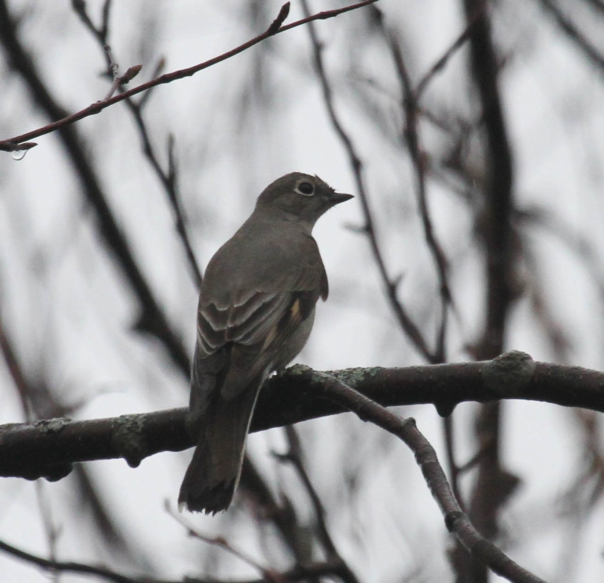 Townsend's Solitaire - Skye Haas