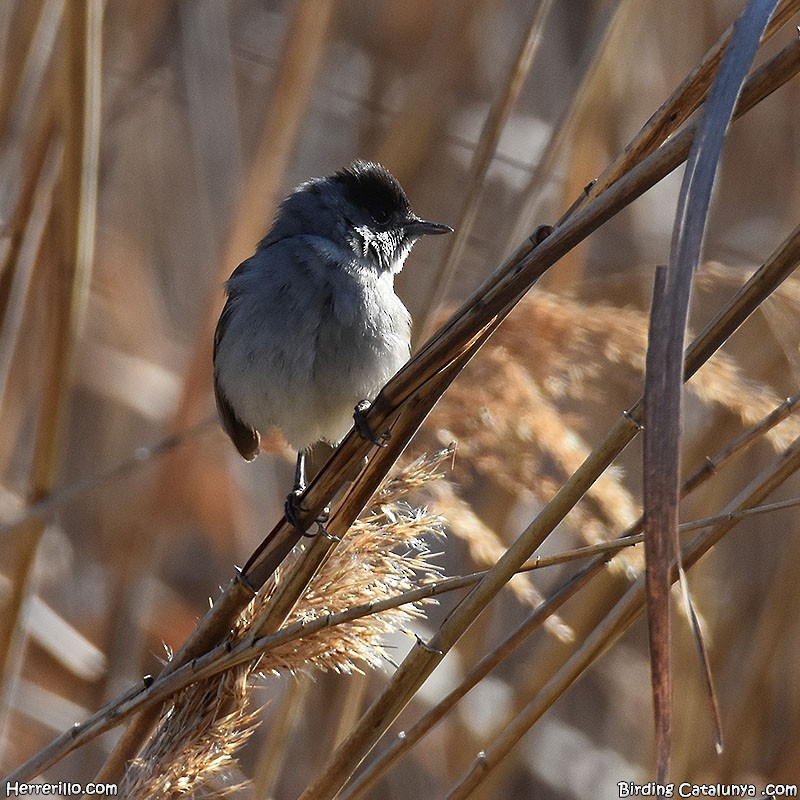 Eurasian Blackcap - ML546195791