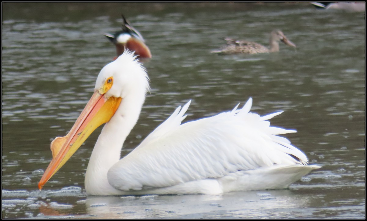 American White Pelican - ML546196201