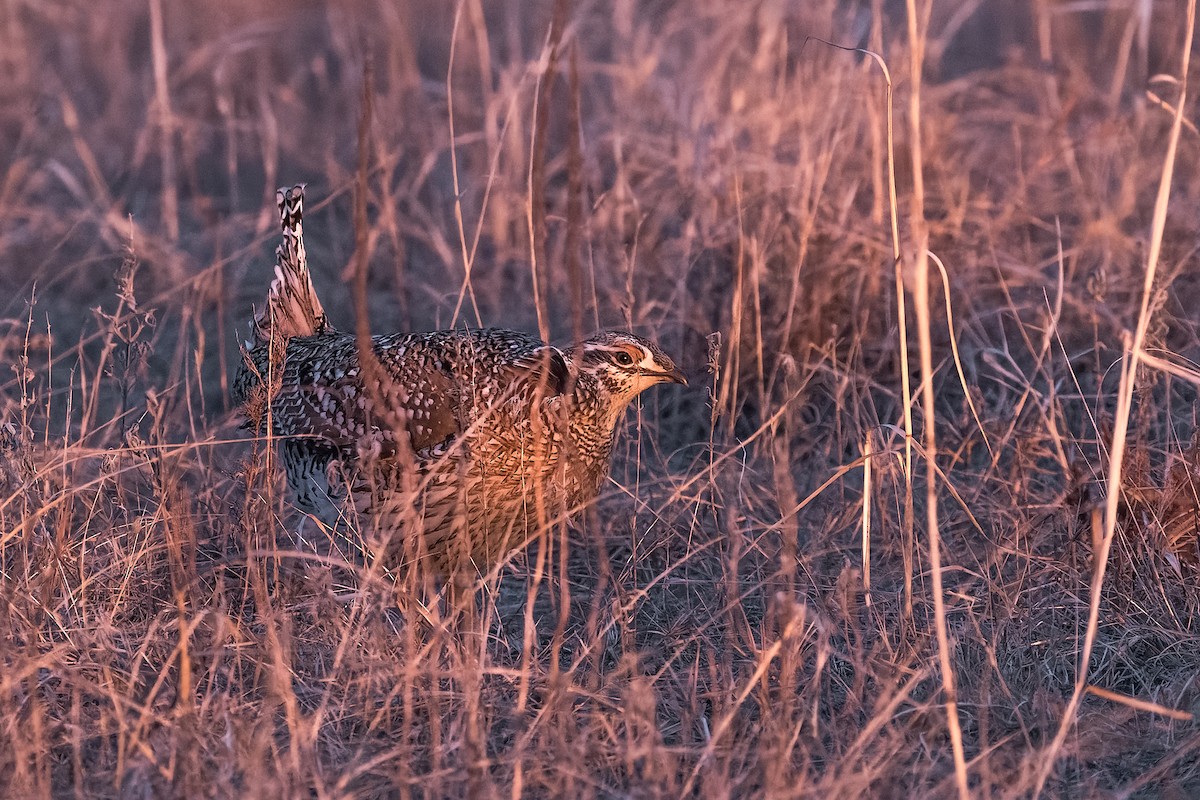 Sharp-tailed Grouse - ML546196281