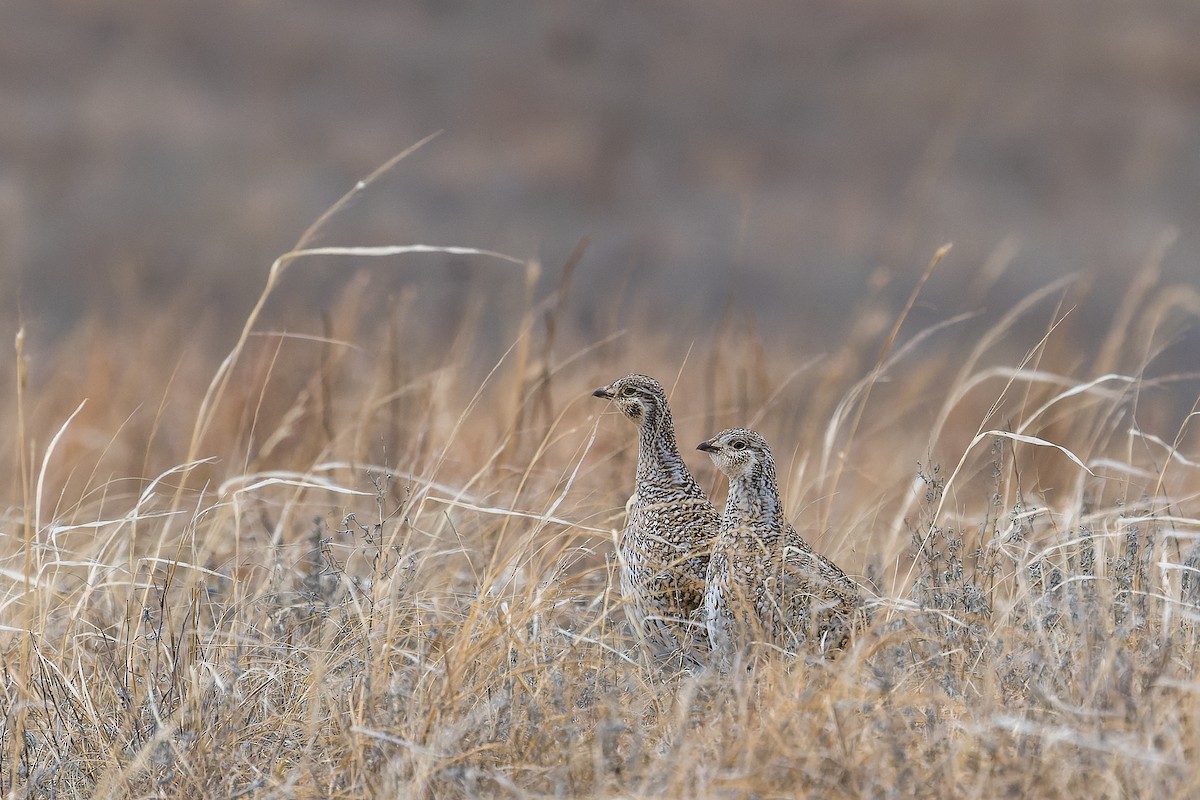 Sharp-tailed Grouse - ML546196291
