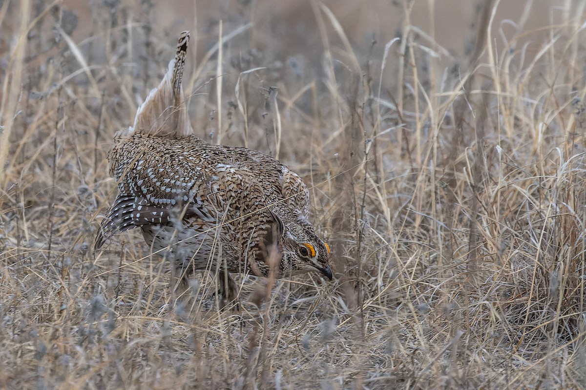 Sharp-tailed Grouse - ML546196311