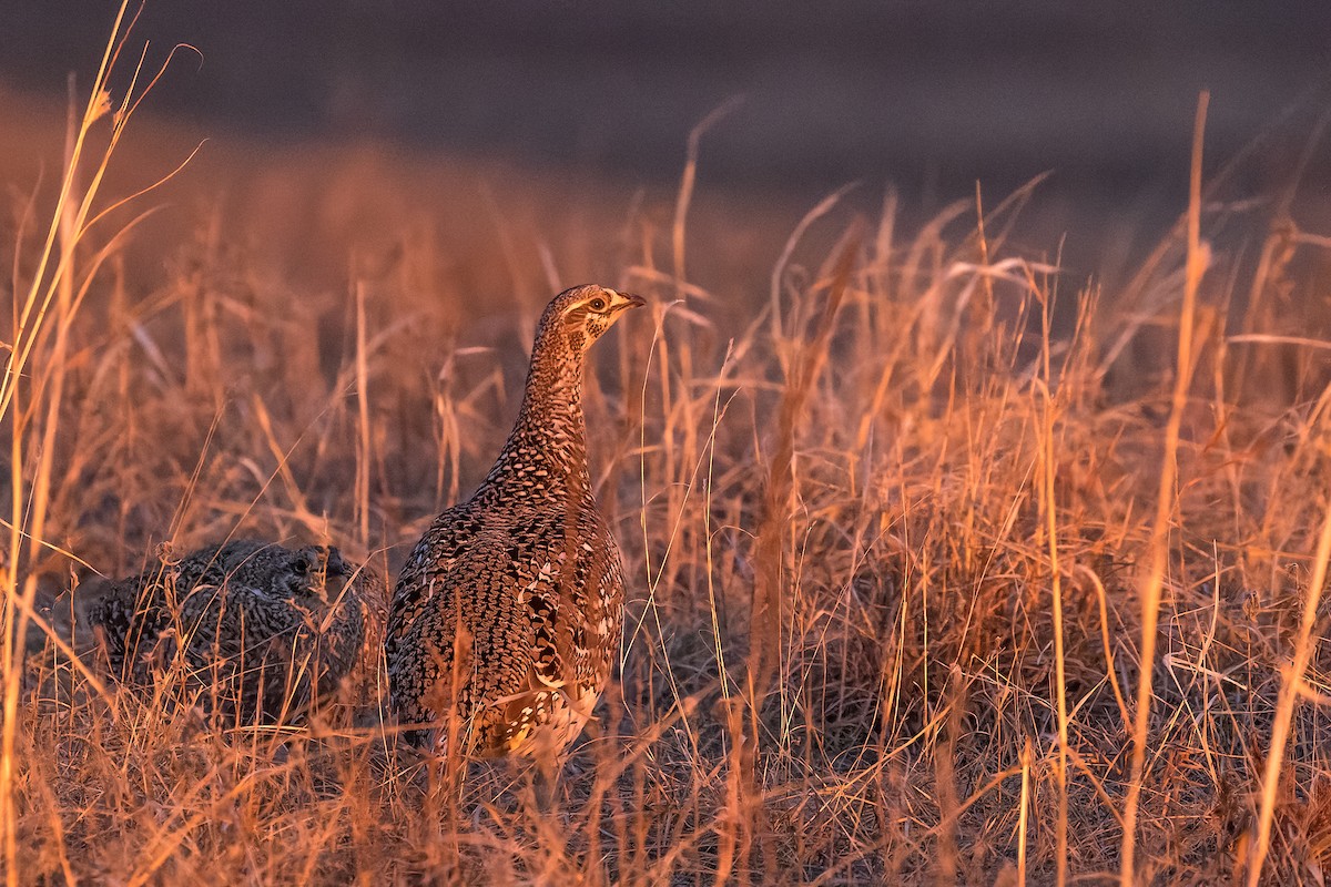 Sharp-tailed Grouse - ML546196321