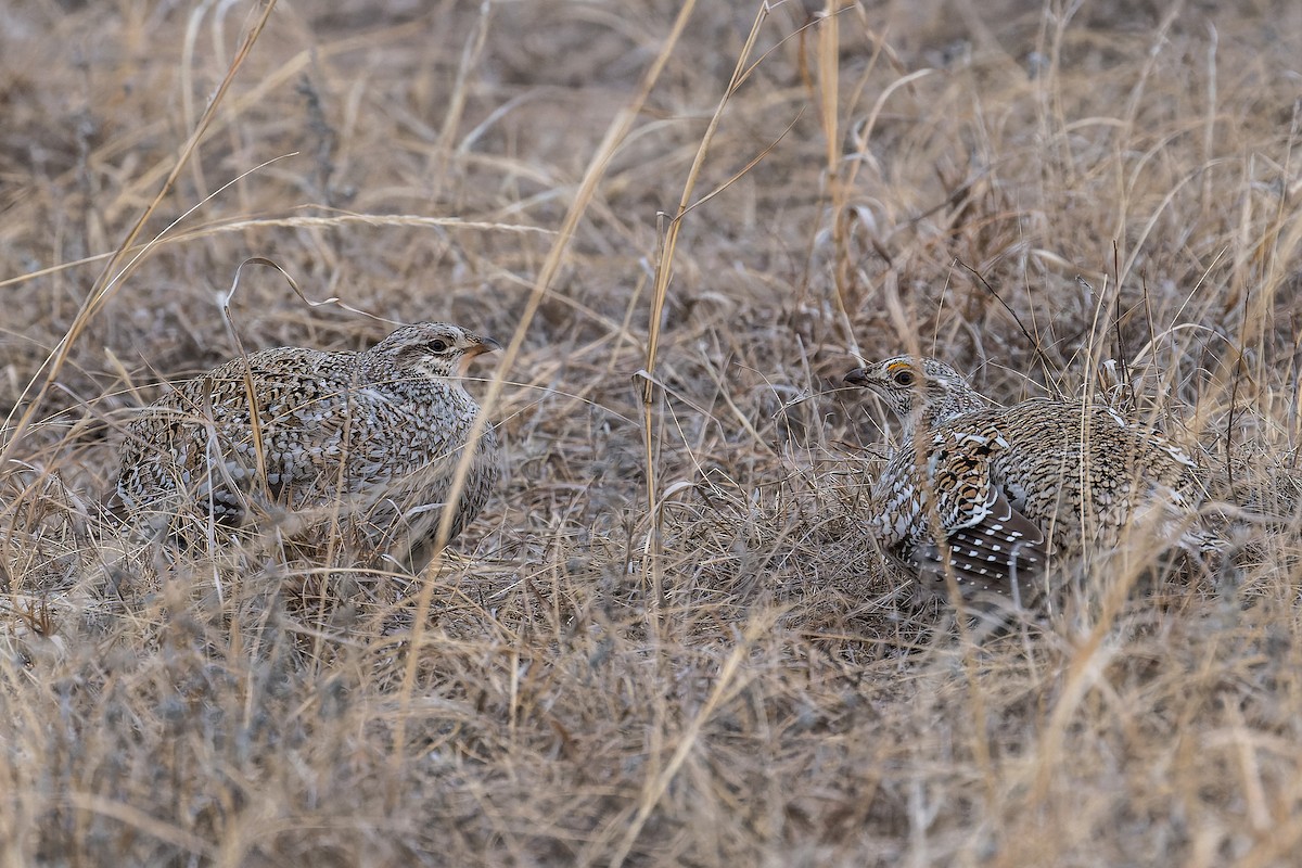 Sharp-tailed Grouse - ML546196331