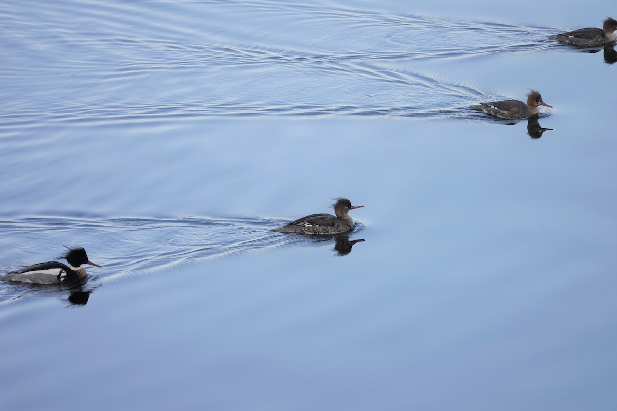 Red-breasted Merganser - ML546196381