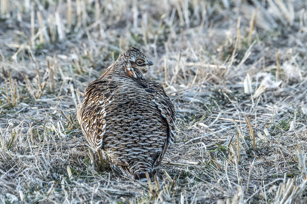 Greater Prairie-Chicken (pinnatus) - ML546197361
