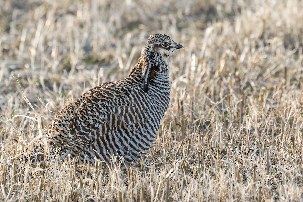 Greater Prairie-Chicken (pinnatus) - ML546197381