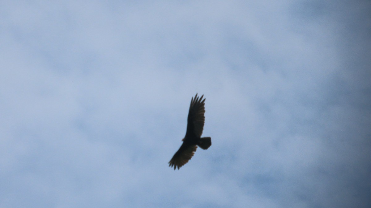 Black Vulture - ML546198341