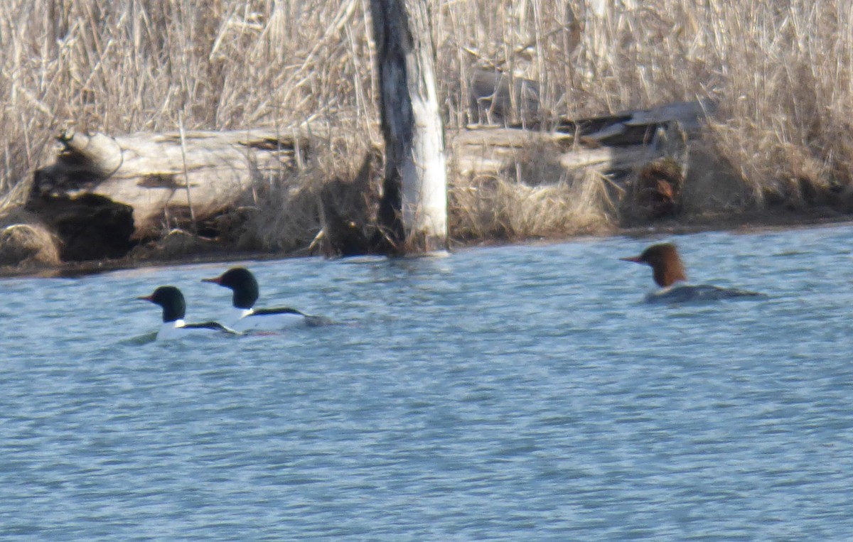 Common Merganser - ML546198461